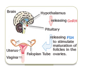 progesterone hormones