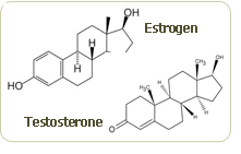 bioidentical hormones chemical estructure