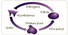 how estrogen is produced