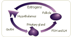 non prescription estrogen