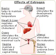 Effects of low estrogen