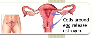 Low estrogen symptoms