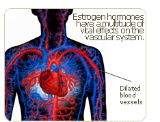 estrogen hormones play a critical role in woman cardiovascular system