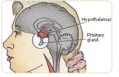 hypothalamus pituitary gland in brain woman