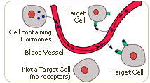 hormones are attracted to tissues through target cells called receptors
