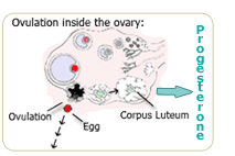 progesterone is released by ovaries at ovulation