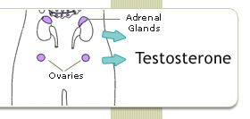 Read helpful information about Testosterone Hormones