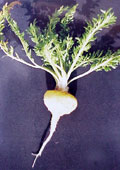 hormonal imbalance symptoms root 